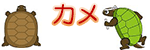 カメ