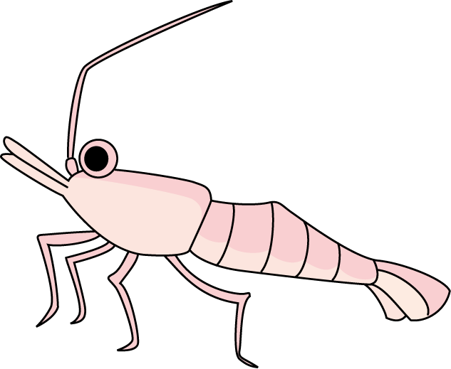 No05エビイラスト