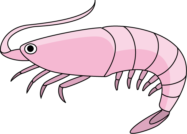 No08エビイラスト
