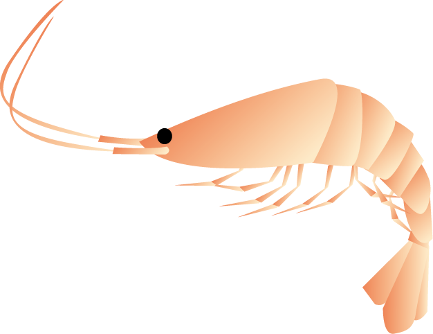 No10エビイラスト