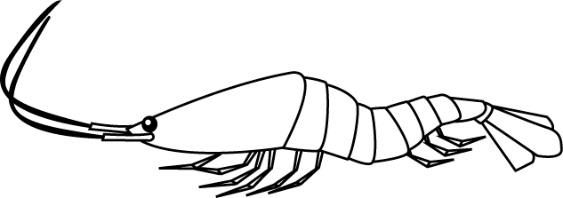 No09エビイラスト