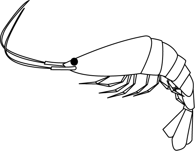 No10エビイラスト