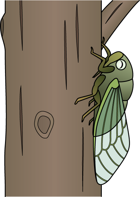 セミNo06クマゼミイラスト