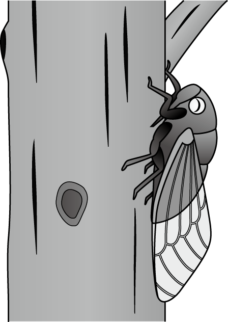 セミNo06クマゼミイラスト