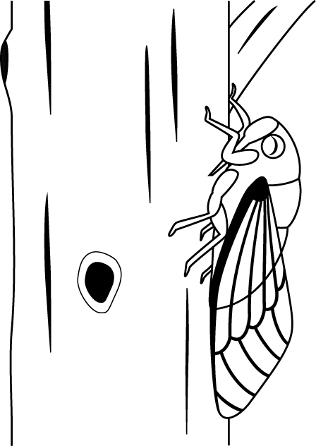 セミNo06クマゼミイラスト