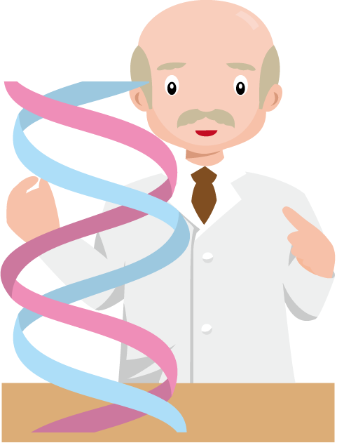 研究26-２重らせんイラスト