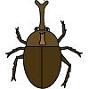 カブトムシ