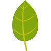 葉