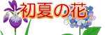 初夏の花