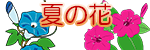 夏の花